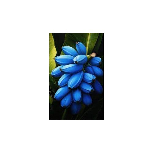 Blue Banana Fruit Seeds for Planting [neera-v5-0042a369440161f5b81b]