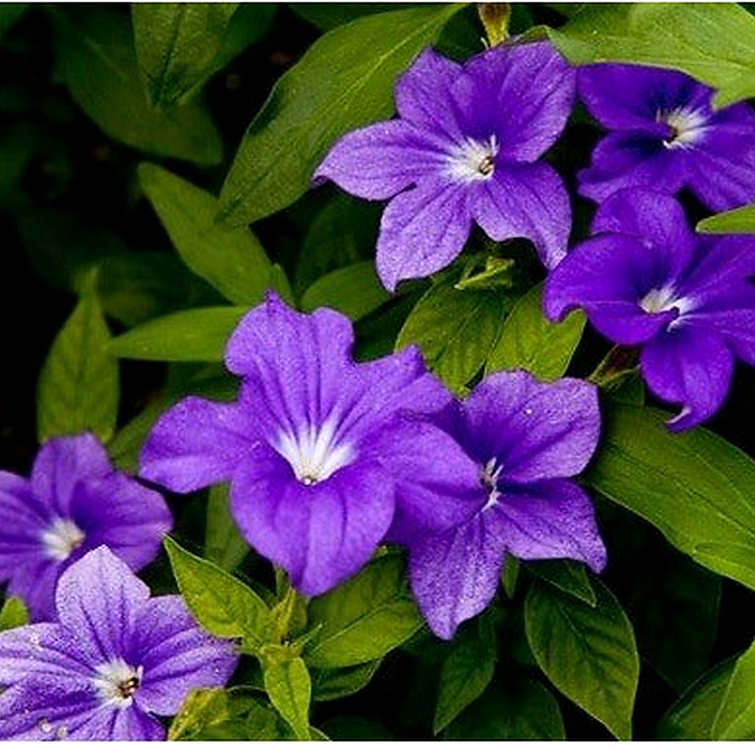 Violet Heirloom Browallia Bush Amethyst Sapphire Beautiful Flowering Bushes Gardens Landscapes [neera-v5-004940dbfb01c0ebe495]