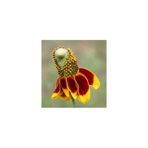 Heirloom Non-GMO Ratibida Columnifera Flower Seeds for Planting [neera-v5-005e2aff99244d614f6c]