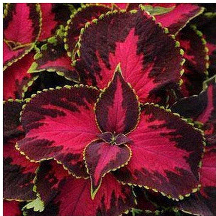 Coleus Sun “Chocolate Covered Cherry” Flower Seeds for Planting [neera-v5-006a7c62ce8fdbb67f65]