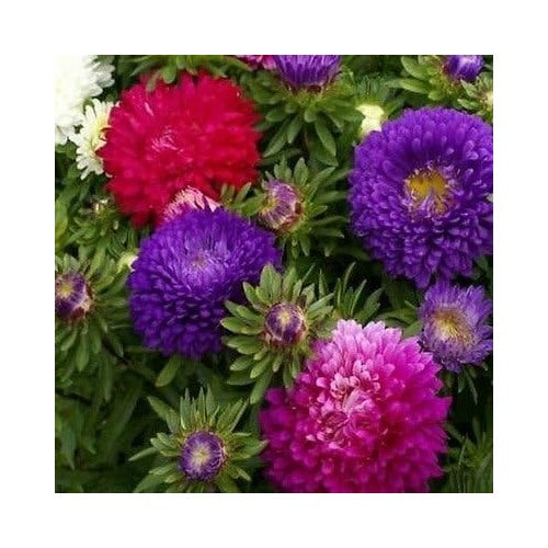 Double Aster Room Flower Mix Callistephus Double Gremlin Flower Seeds Home Garden Planting, [neera-v5-007c22c37fef60657236]