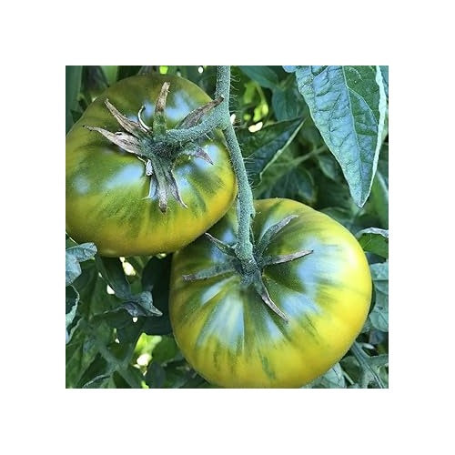 Heirloom Non-GMO Tomato Vegetable Seeds for Planting [neera-v5-008305173d5d4fd1a60c]