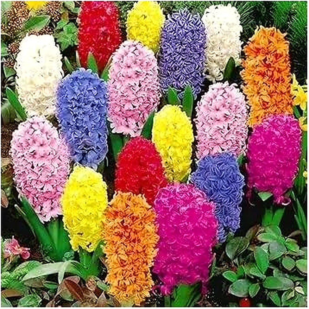 Hyacinthus Orientalis Flower For Planting Non Gmo Flower Seeds for Home Garden Planting, Lush [neera-v5-00876b66220c08e6af6d]