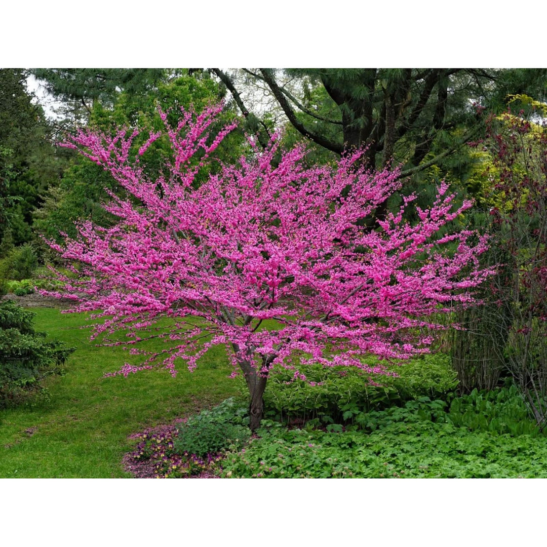 Heirloom Non Gmo Redbud Flower For Planting Vibrant Ornamental Tree Flower Seeds for Home Garden [neera-v5-009012e31ccb4a0cd7a6]