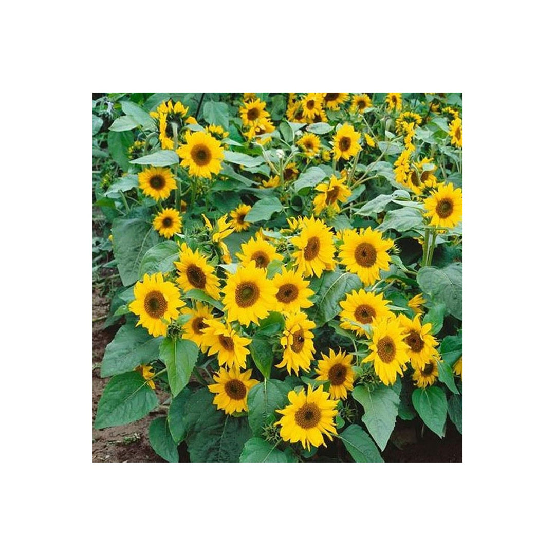 Sunflower Helianthus Annuus Mini Flower For Pots Flower Seeds for Home Garden Planting, Lush [neera-v5-00929e3a7ee9030b1649]
