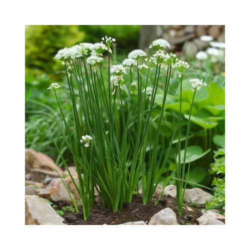 Garlic Chives Herb Seeds for Planting [neera-v5-00936d7b878331220ae4]