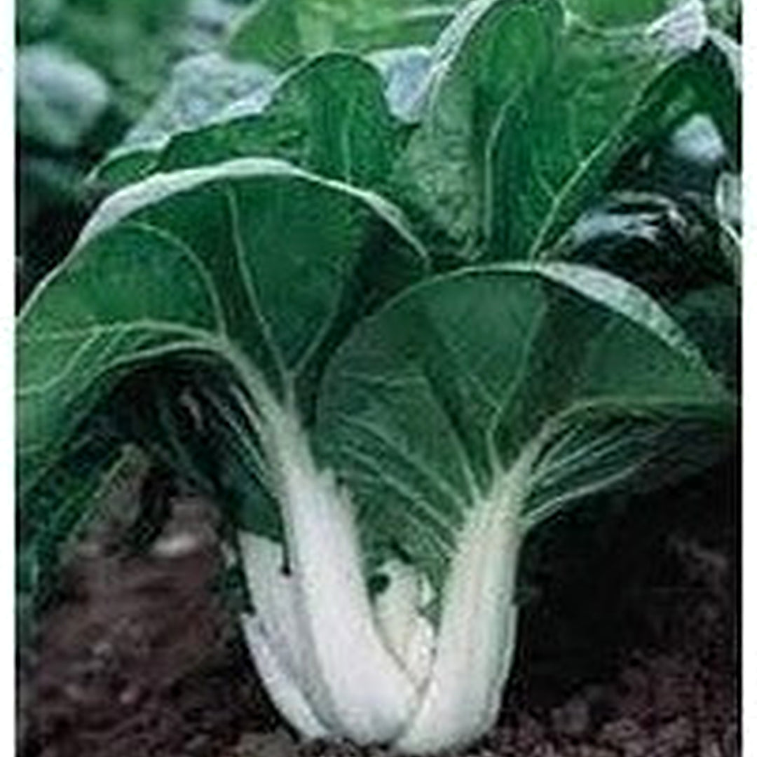 Dwarf Pak Choi Vegetable Seeds for Planting [neera-v5-00a2924160d1e11b2e3a]