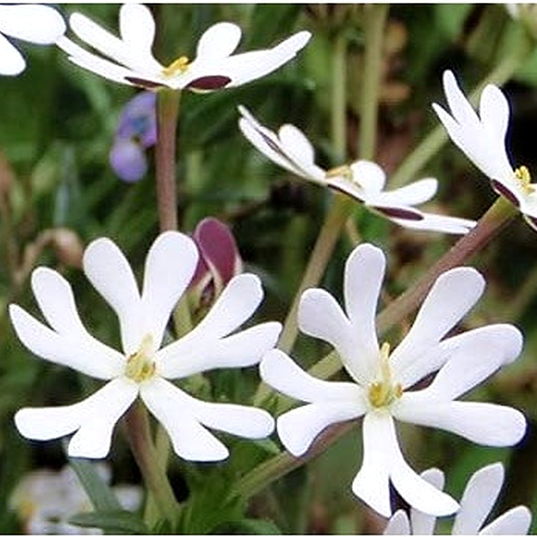 White Zaluzianskya Flower Seeds for Planting [neera-v5-00a5a7b2f12519b02b86]