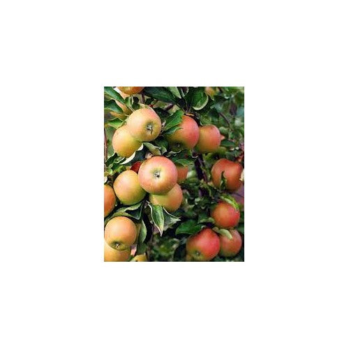 Jonagold Apple Fruit Seeds for Planting [neera-v5-00a9073877ede2152ce6]