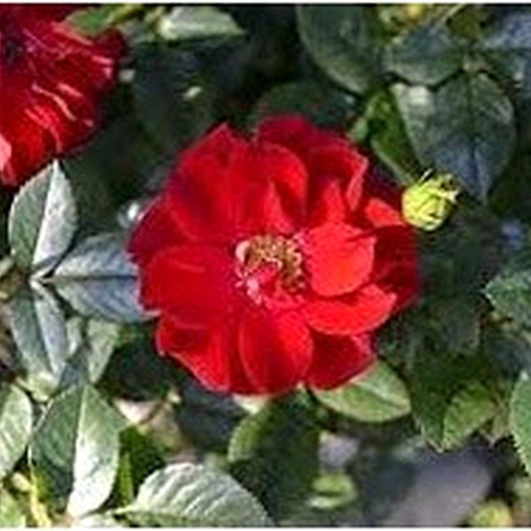 Heirloom Rugosa Flower For Garden Planting Non Gmo Fragrant Rose Blooms For Hedges Flower Seeds for [neera-v5-00af8d3b535817c35aa2]