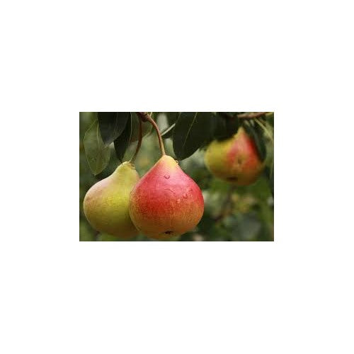 Comice Pear Fruit Seeds [neera-v5-00be36686bb4a4358ee1]