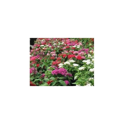 Pentas Flower Seeds [neera-v5-00c7e935cb6d831f2859]