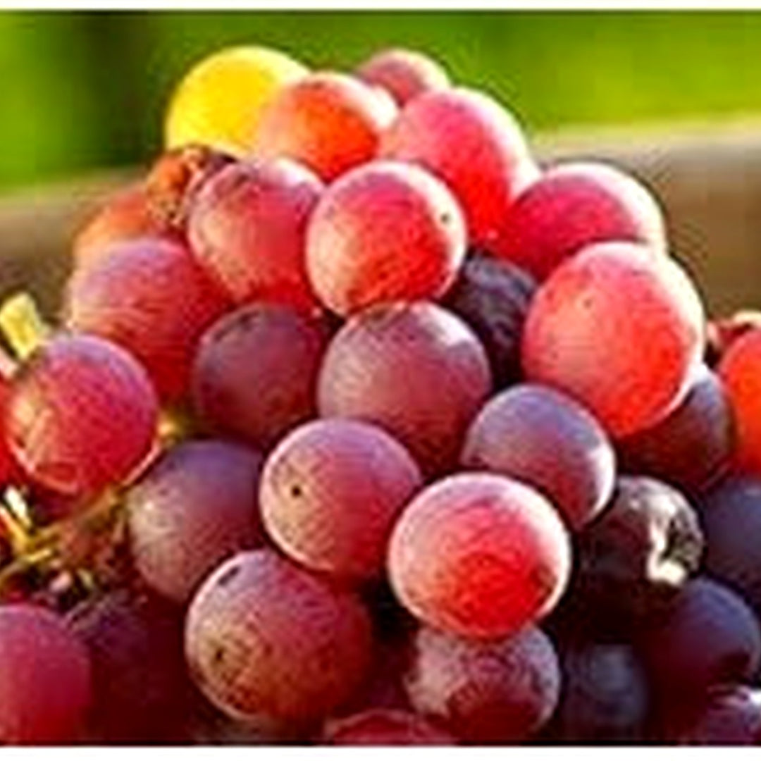 Red Orange Grapefruit Seeds for Planting [neera-v5-00d0b38f41e87a7a4aed]