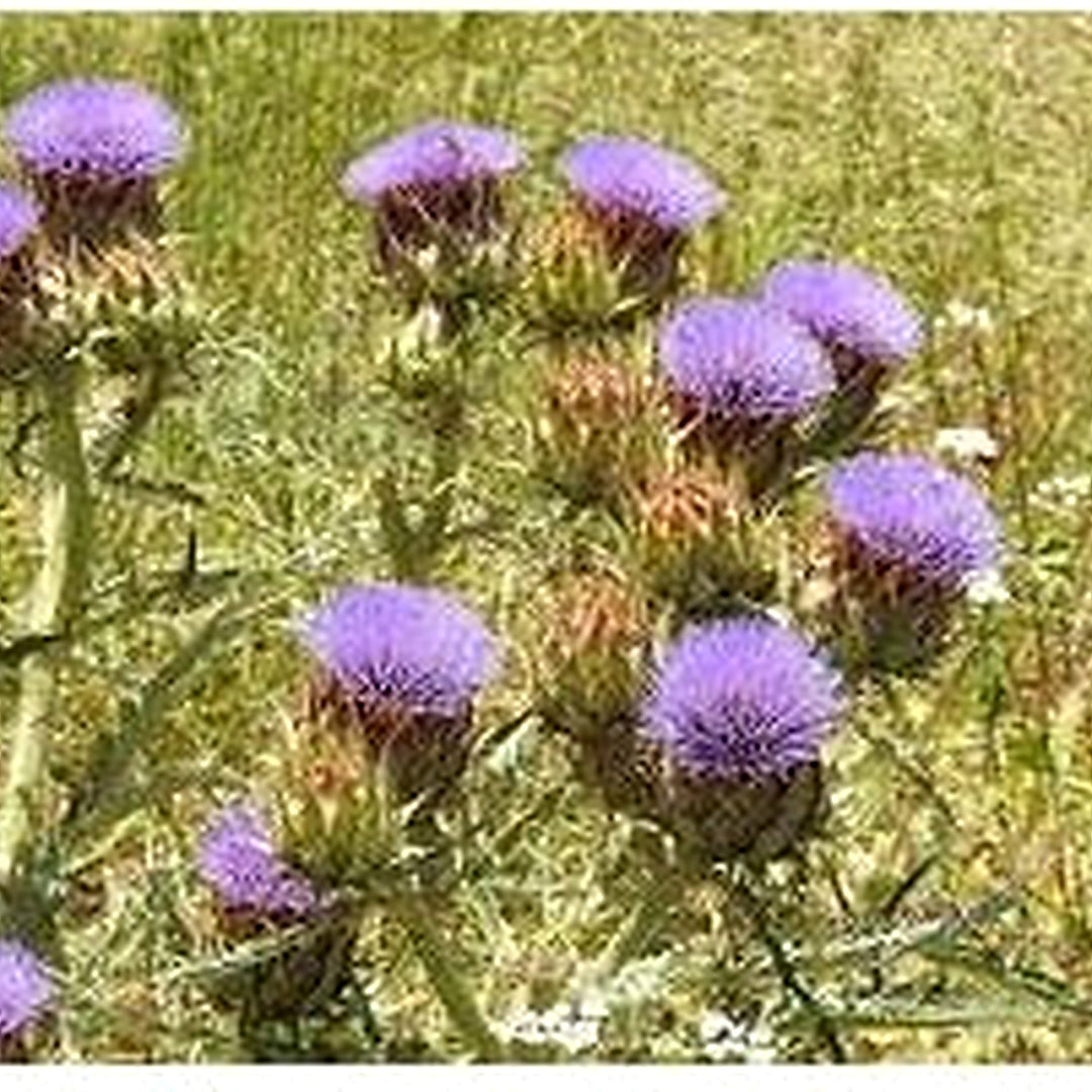 Violet Cardunculus Flower Seeds for Planting [neera-v5-00d0df8724f458cb238f]