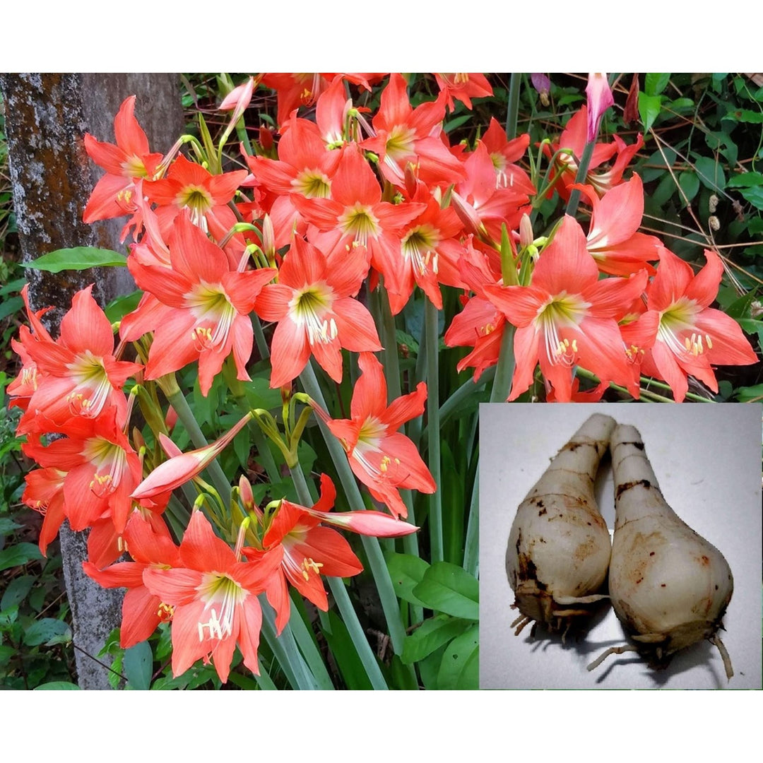 Hippeastrum Barbados Lily Flower For Garden And Potted Planting Flower Seeds for Home Garden [neera-v5-00d6fd4aff3cf166a3dc]