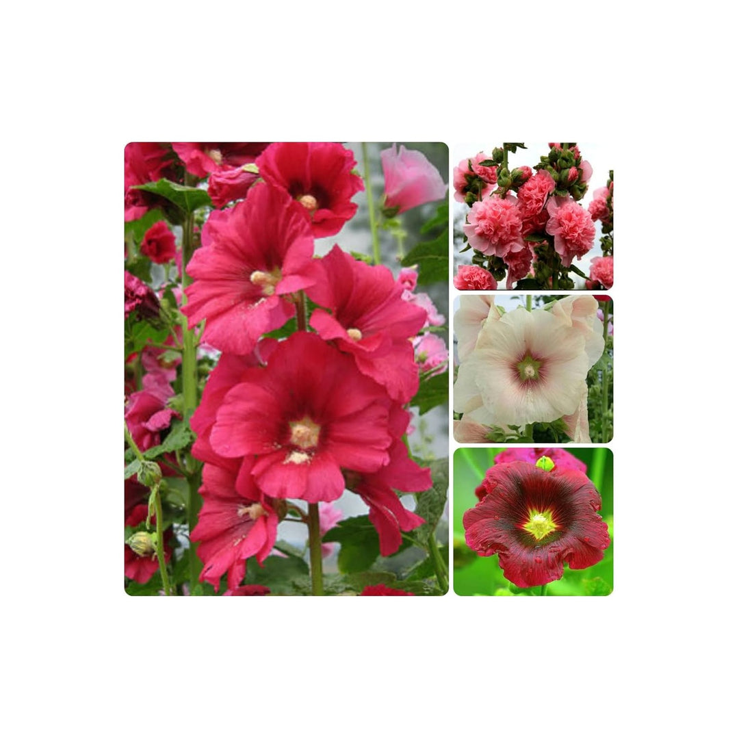 Hollyhock Alcea Rosea Mixed Flower For Planting Ideal For Cottage Garden Style Tall Flower Beds [neera-v5-00d86ce91452d7809066]