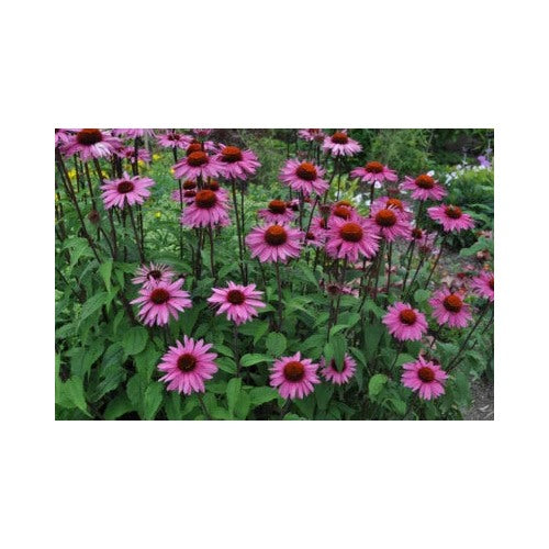 Purple Coneflower Echinacea Purpurea Butterflies Hummingbirds Bees Free Ship Heirloom Non Gmo [neera-v5-00edc9e1606038a9c7cd]
