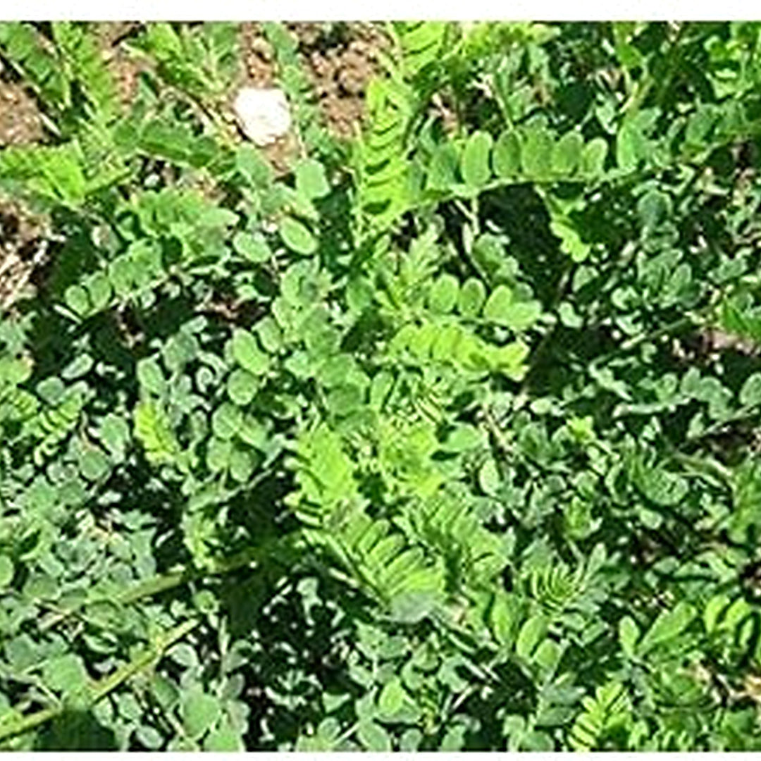 Green Astragalus Plant Seeds [neera-v5-00ef9ccab14d816d0c8b]