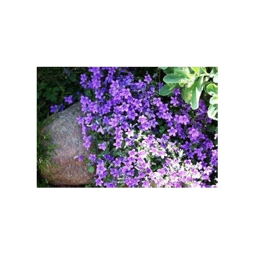 Lavender Rock Cress Seeds for Planting [neera-v5-00f18ee71746b3aa2e8c]