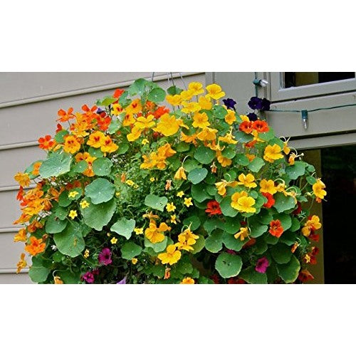 Nasturtiums Hanging Baskets And Roof Gardens Flower Seeds Home Garden Planting, Premium [neera-v5-00f5c93aaf7ab016002e]