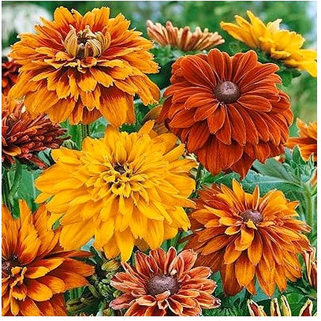 Yellow Rudbeckia Goldstrum Flower For Planting Flower Seeds for Home Garden Planting, Landscape [neera-v5-00fe918106cc1ad6c37e]