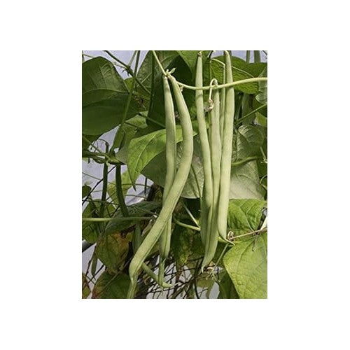 Green Contender Bean Vegetable Seeds for Planting [neera-v5-00ff5aaf6fef9fbb4f65]