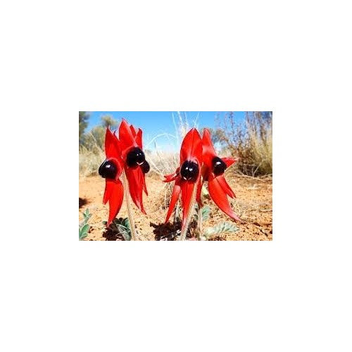 Sturt’s Desert Pea Flower Seeds for Planting [neera-v5-010383a8465923ecfbfb]