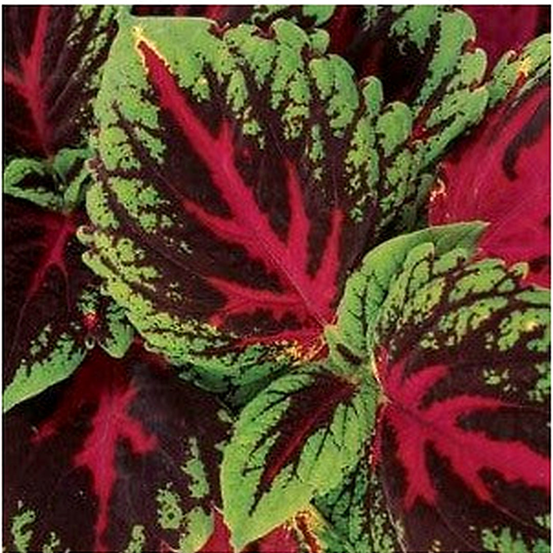 Heirloom Coleus kong Red Flower Seeds [neera-v5-010a3fefb2b446b73d94]