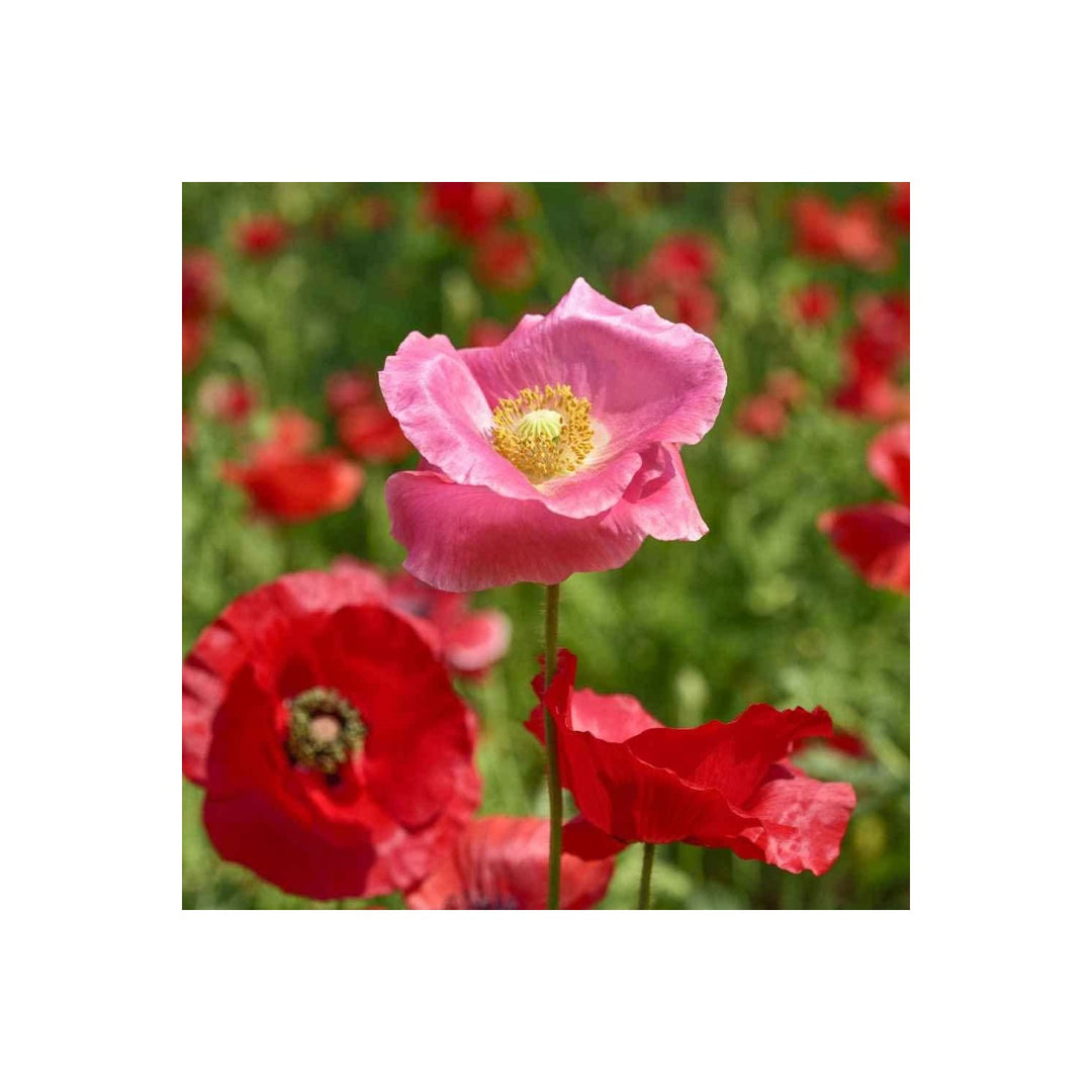 Shirley Single Petal Poppy Papaver Rhoeas Flower For Wild Garden Beds And Natural Planting Flower [neera-v5-010f1cf5c61111378868]