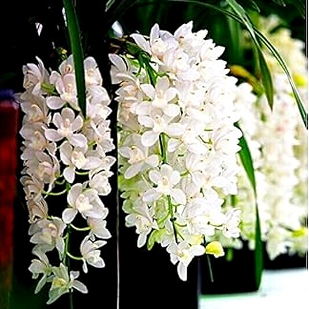 White Cymbidium Orchid Seeds [neera-v5-010f37728347ac209ae0]