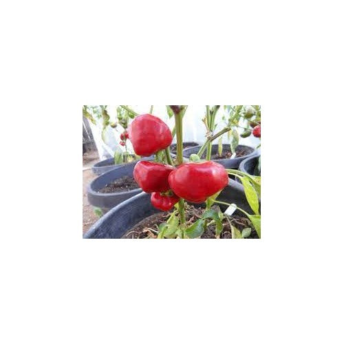 Nora Pepper Seeds for Planting [neera-v5-01123fe68a2388b58257]
