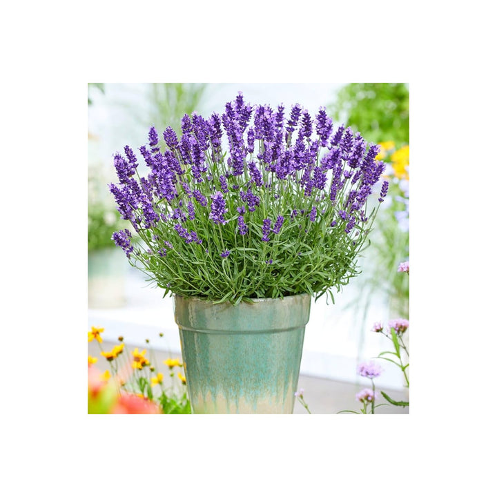 Lavender Hardy And Heat Tolerant For Diy Pots Or Garden Planting Flower Seeds for Home Garden [neera-v5-0125826c5823e1232b3e]