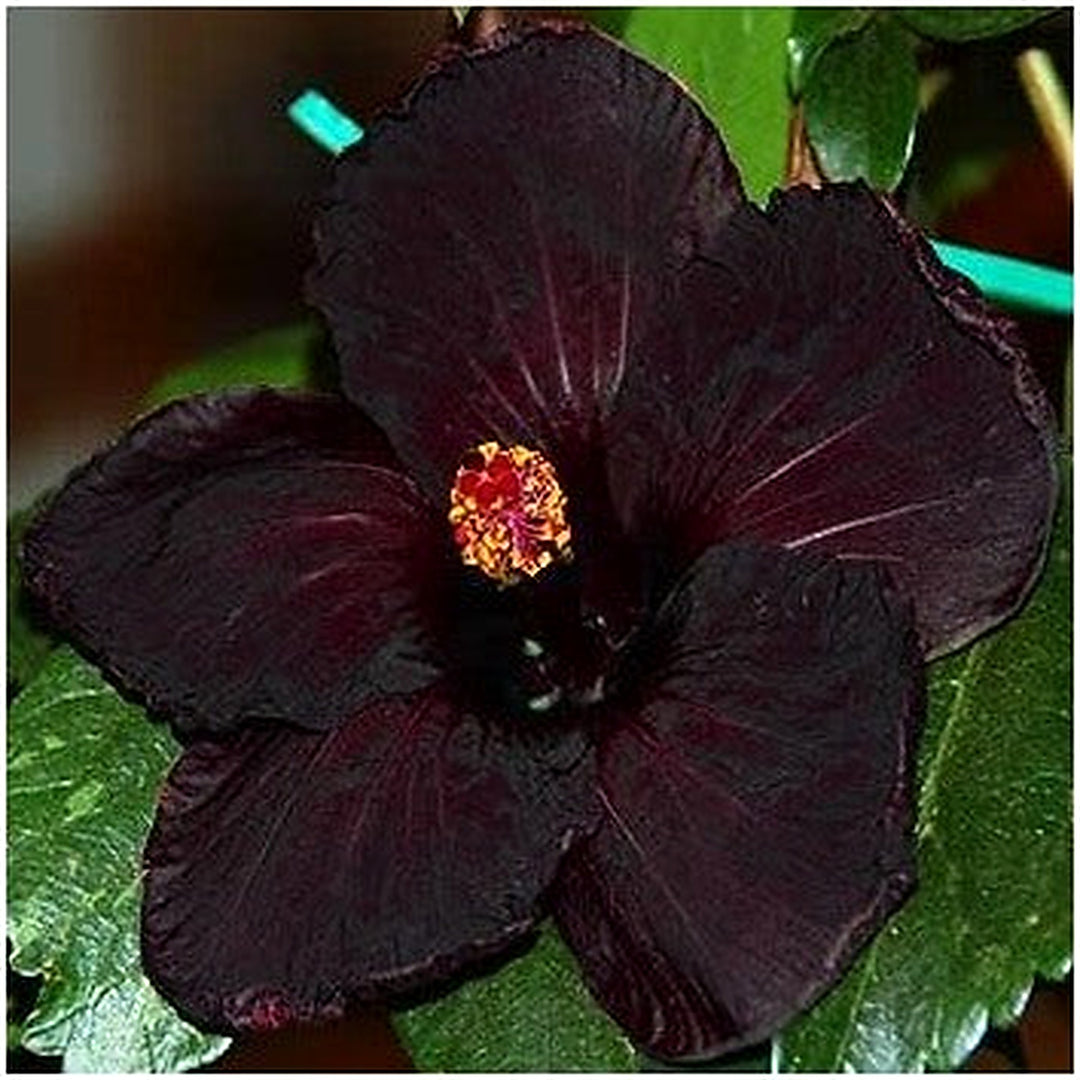 Heirloom Black Hibiscus Flower Seeds [neera-v5-012d33b322099dcd9fdc]