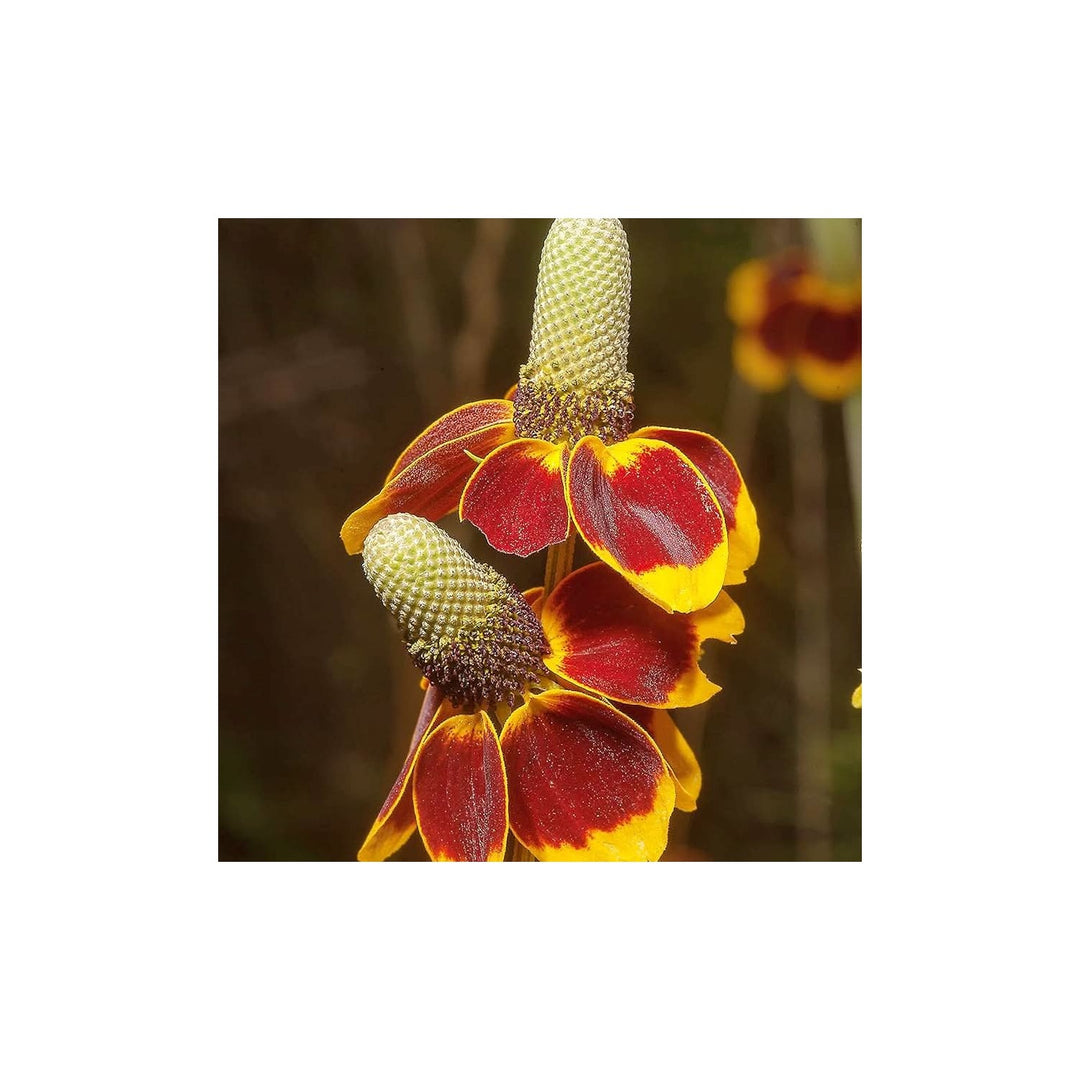 Heirloom Non Gmo Ratibida Flower For Planting Hardy Native Wildflower Blooms Flower Seeds for Home [neera-v5-013328cede318ac5e01a]