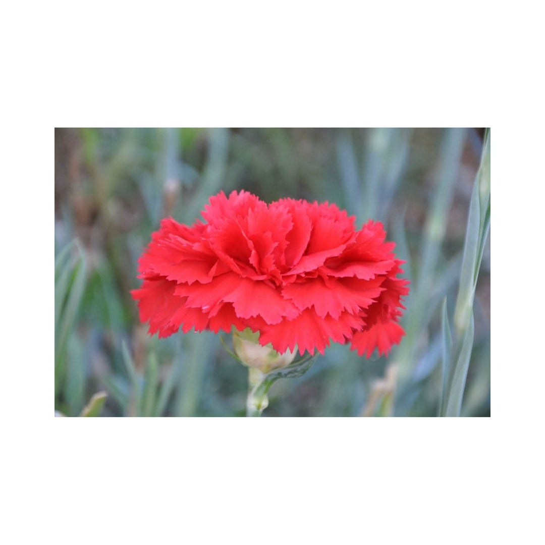 Heirloom Non Gmo Carnation Dianthus Flower For Planting Fragrant Colorful Garden Blooms Flower [neera-v5-013716ec87f8d34a3dd3]