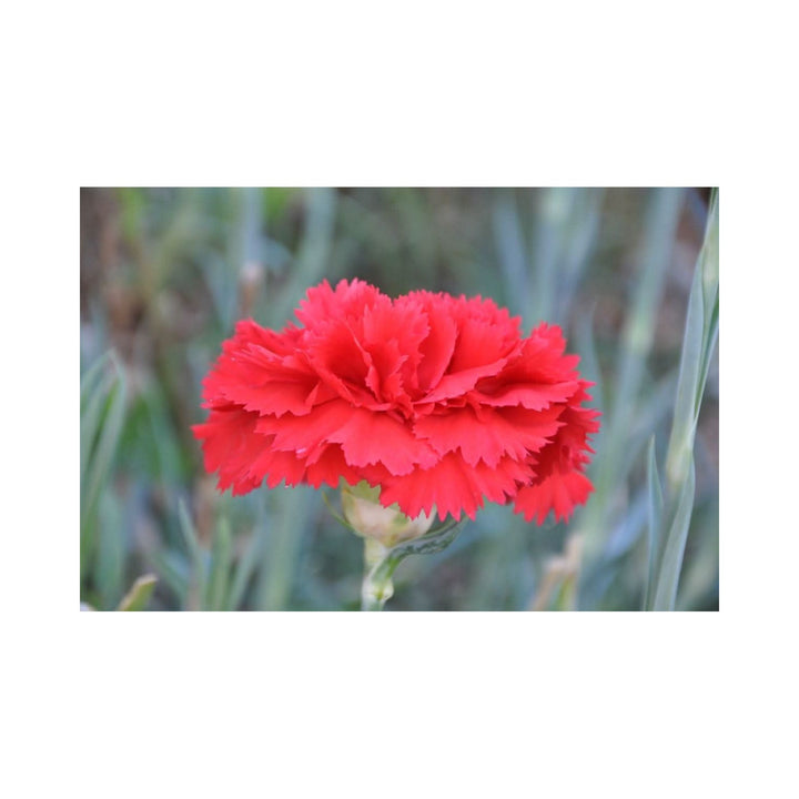 Heirloom Non Gmo Carnation Dianthus Flower For Planting Fragrant Colorful Garden Blooms Flower [neera-v5-013716ec87f8d34a3dd3]