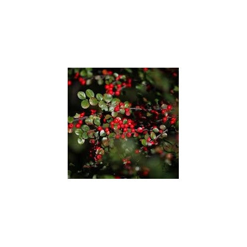 Brown Cotoneaster Seeds for Planting [neera-v5-0139017d3f49015f7de6]