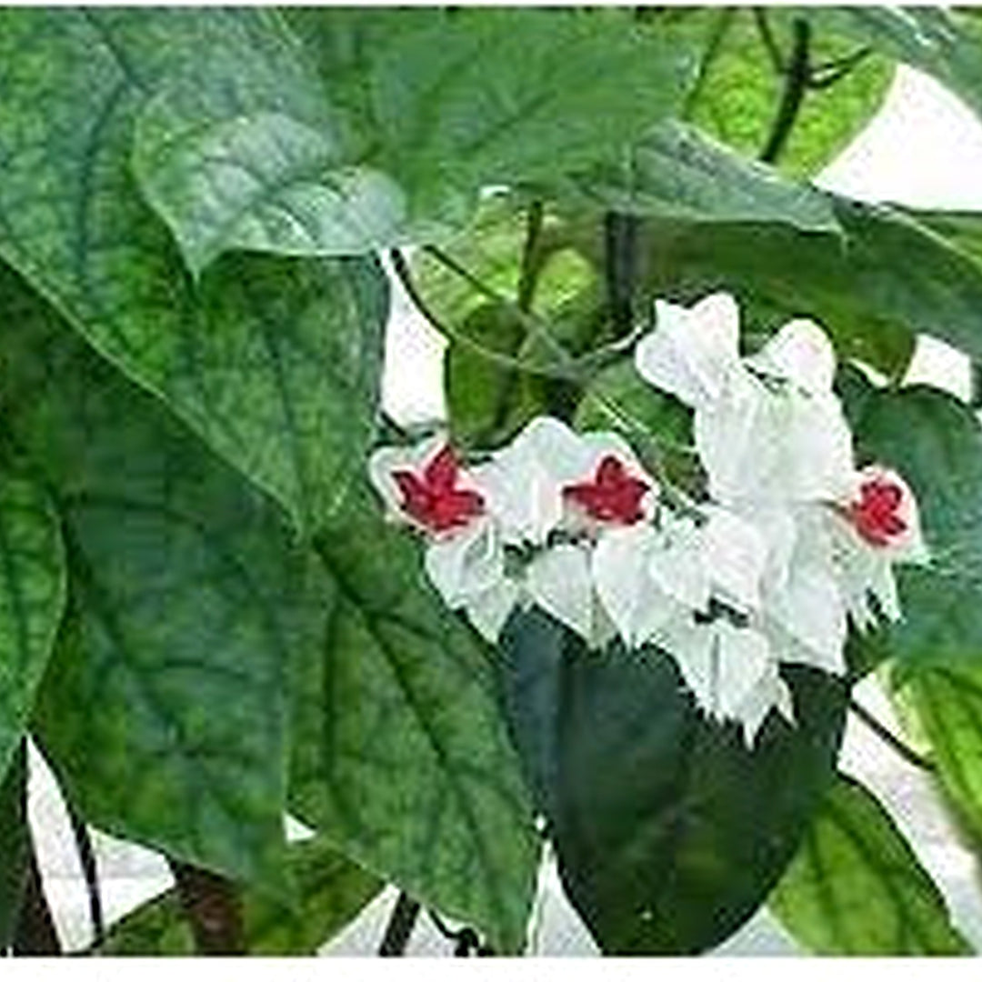 Clerodendrum Thomsonae Flower For Planting Flower Seeds for Home Garden Planting, Vibrant Organic [neera-v5-013dcf0072ab5948c23e]