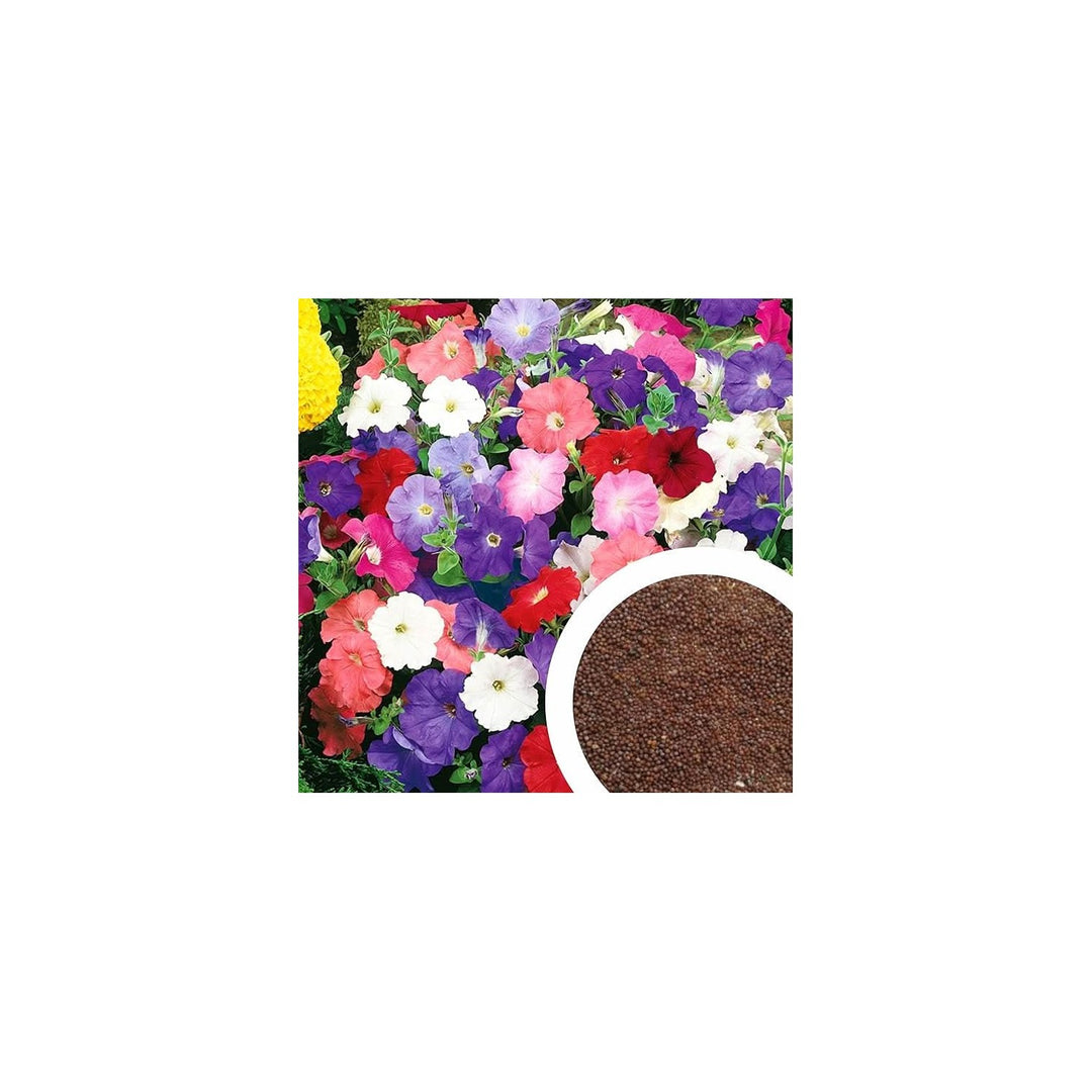 Climbing Petunia Hybrida Multicolor Flower Flower Seeds for Home Garden Planting, Exotic Organic [neera-v5-01464f117707c2a65ef3]