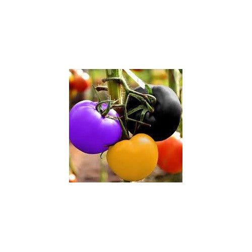 Heirloom Rainbow Tomato Vegetable Seeds for Planting [neera-v5-014a67b162f9124eed76]