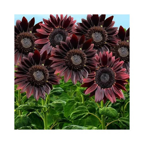 Red Chocolate Cherry Sunflower Planting Deep To Chocolate Blooms Stunning Heirloom Non Gmo [neera-v5-0157a5c60d54c9e0d63e]