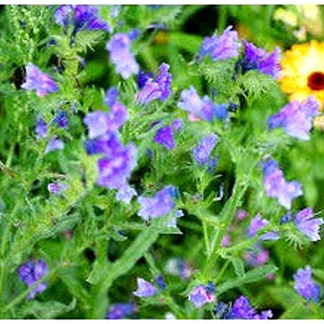 Blue Natternkopf Echium Vulgare Flower Planting In Flower Bed Flower Seeds Home Garden [neera-v5-0158b8818be991e71284]
