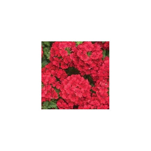 Heirloom Non-GMO Verbena Flower Seeds for Garden Planting [neera-v5-016f6a6e32765afa5b3b]