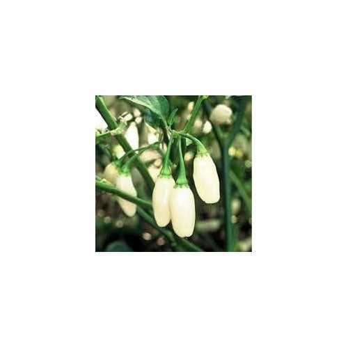 Heirloom Chili Brazilian Vegetable Seeds [neera-v5-0172bff1516e5479ace7]