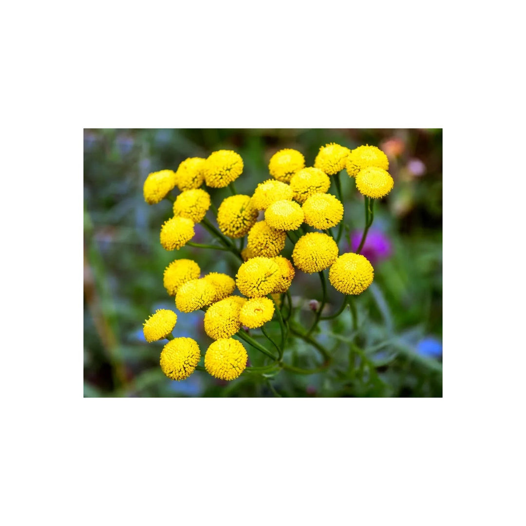 Heirloom Tansy Flower Non Gmo Medicinal And Ornamental Garden Planting Flower Seeds Home [neera-v5-01743770b7bb82c3b827]
