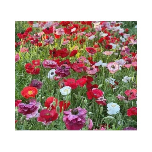 Poppy Mix Wildflower Heirloom Non Gmo Flower Seeds Home Garden Planting, Vibrant Organic [neera-v5-017cb194ffe1cbc3597c]