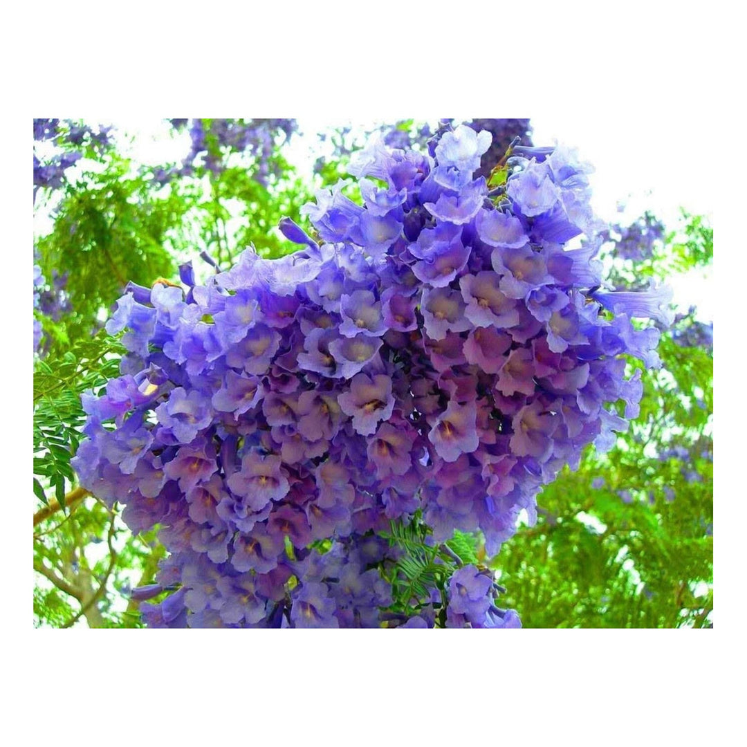 Jacara Tree Jacara Mimosifolia Flower For Planting In Home Garden Lscape Design Flower [neera-v5-0194be51ff3f63f5a15a]