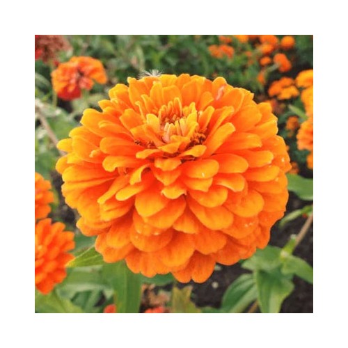 Orange Orange King Zinnia Planting Giant Double Flowers Heirloom Non Gmo Easy To Grow Annual [neera-v5-019a7eafe3414fbcbf0b]