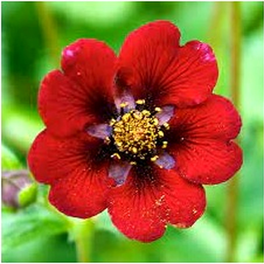 Heirloom Red Potentilla Atrosanguinea Flower Seeds, Non-GMO Perennial Bloom Seeds for Garden Planting [neera-v5-019cb538f850a7898dfd]
