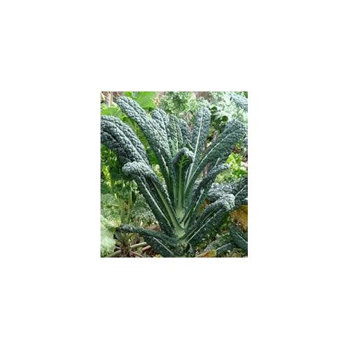Kale Cavolo Nero Seeds for Planting [neera-v5-01a035b742a979288663]